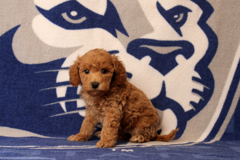 puppy, for, sale, Mini Goldendoodle F1B, Matthew B. Stoltzfus, dog, breeder, Gap, PA, dog-breeder, puppy-for-sale, forsale, nearby, find, puppyfind, locator, puppylocator, aca